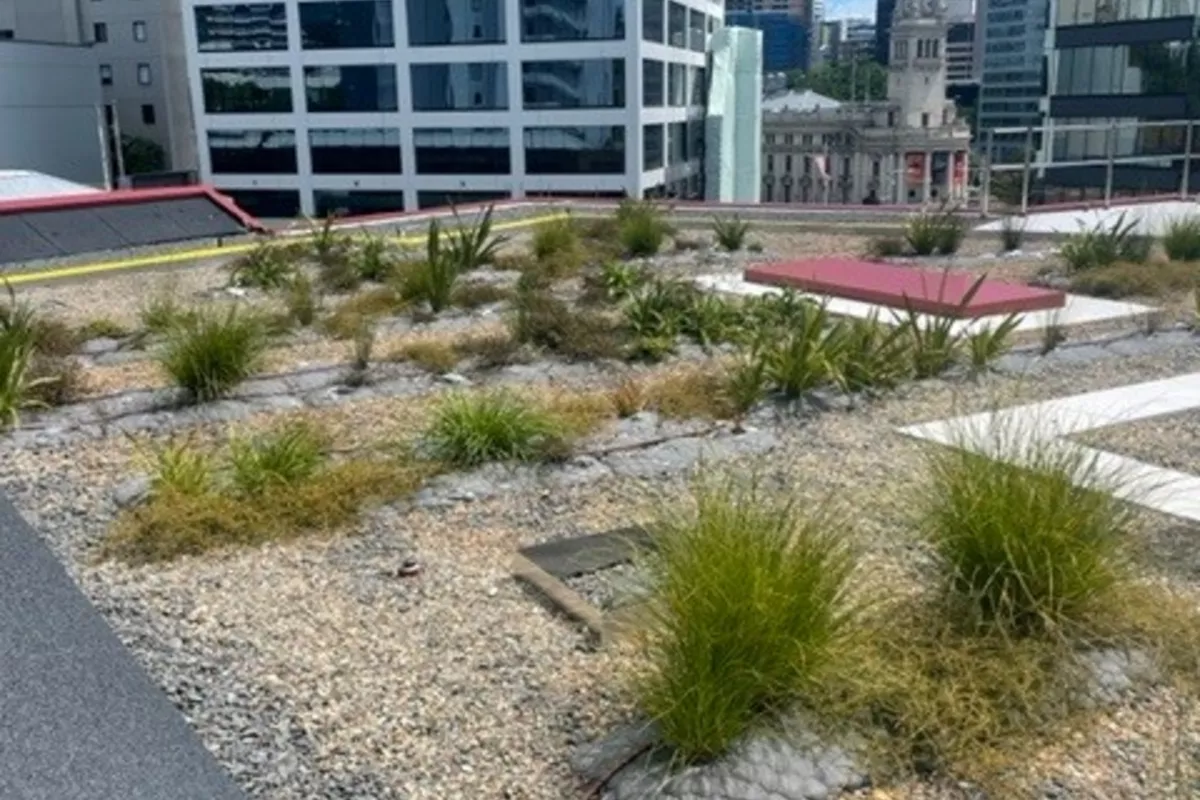 Auckland Central Library Green Roof
